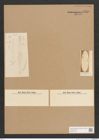 Diatomeae indet. Zeichnungen Sammlung Grunow Nr. 3558 (NHMW-BOT-W0371138)